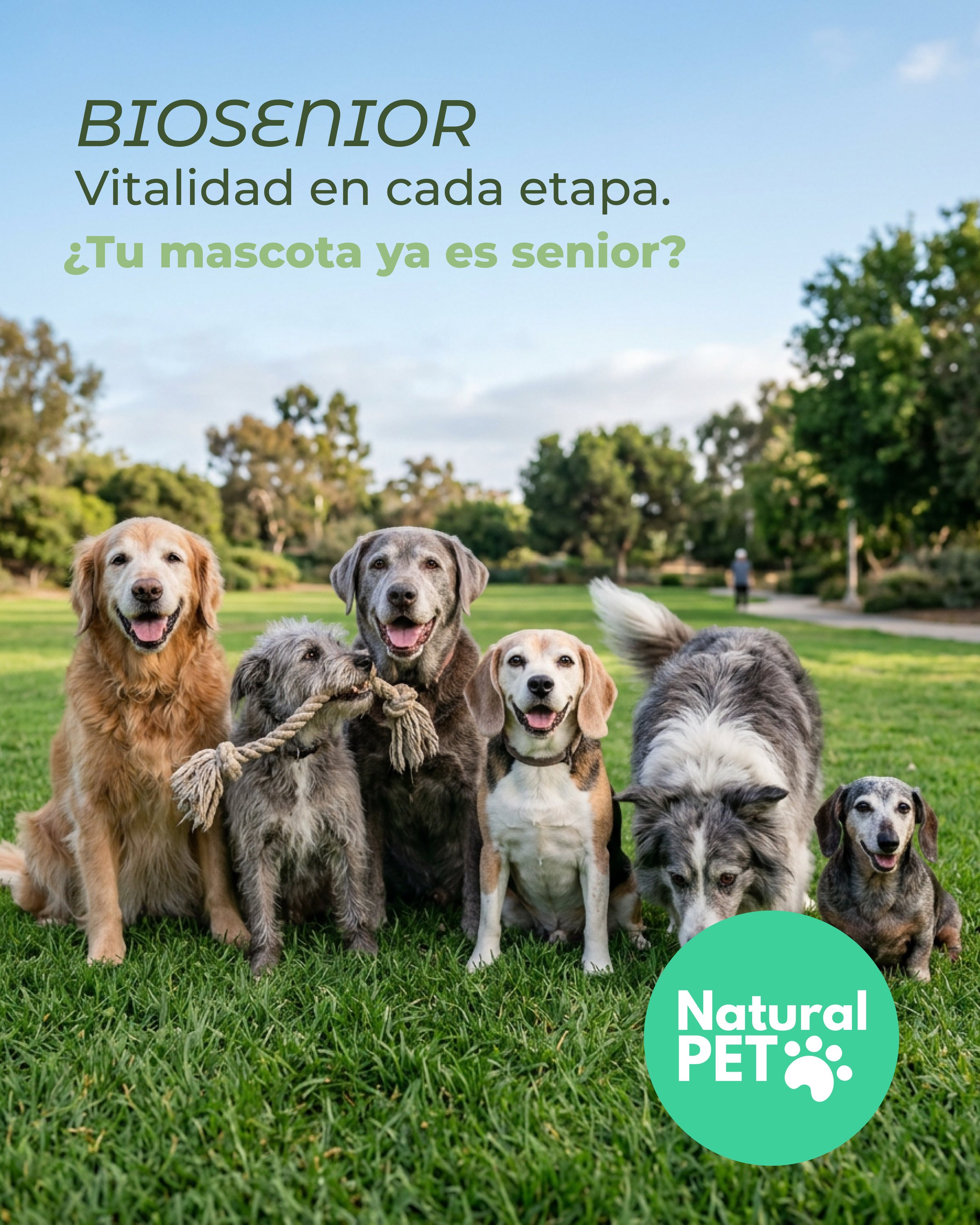 Portada de carrusel BioSenior: perros mayores en un parque.
