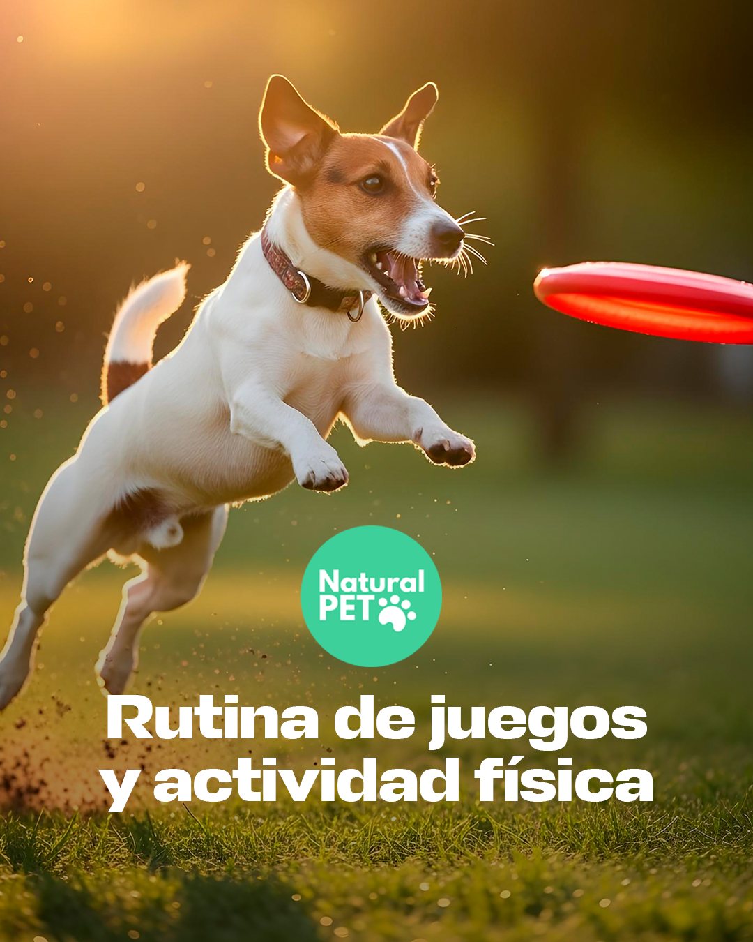 Portada de carrusel «Rutina de juegos y actividad física»: un perro salta hacia un disco.