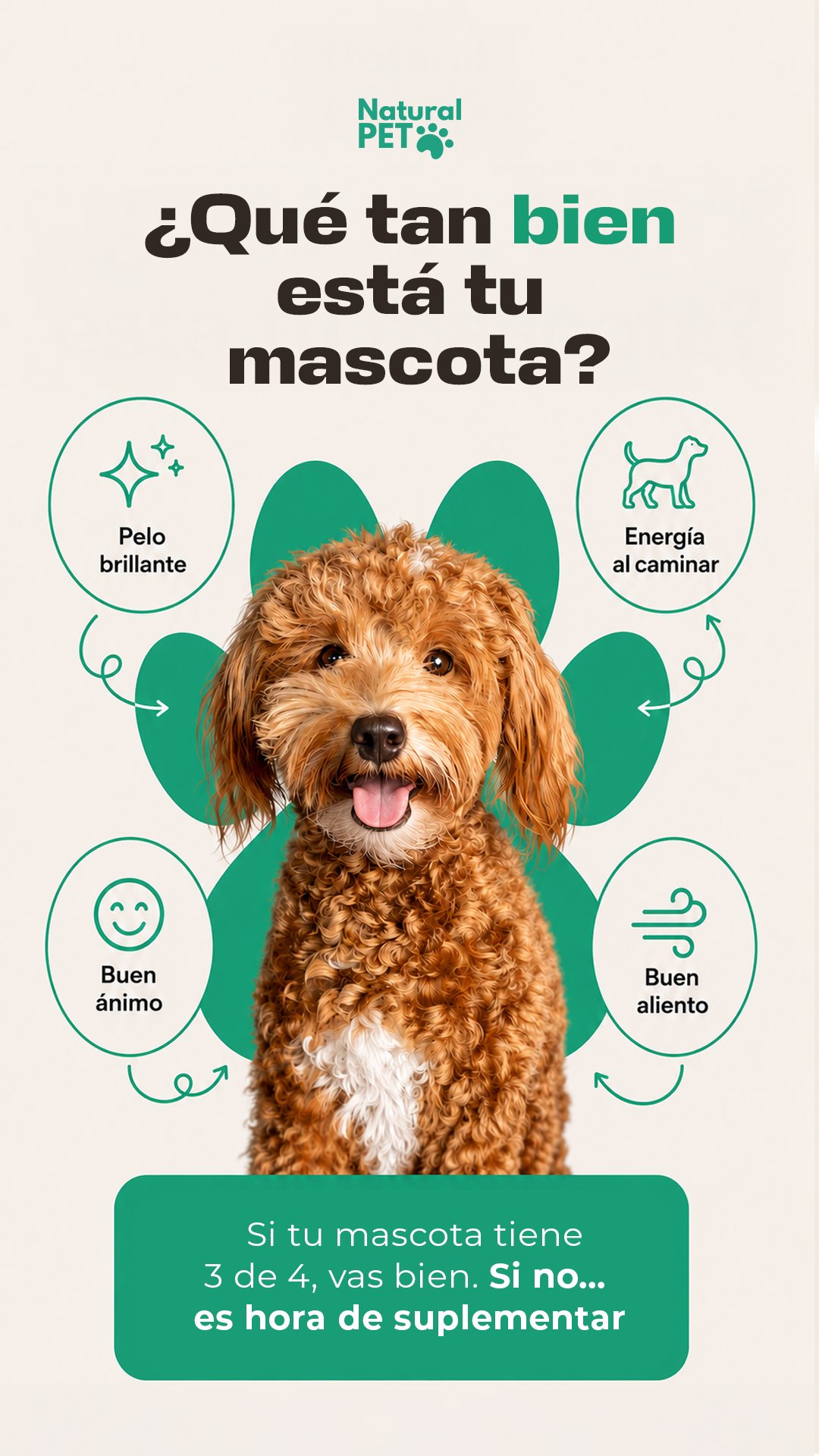 Historia-test «¿Qué tan bien está tu mascota?» con un perro de pelo rizado.