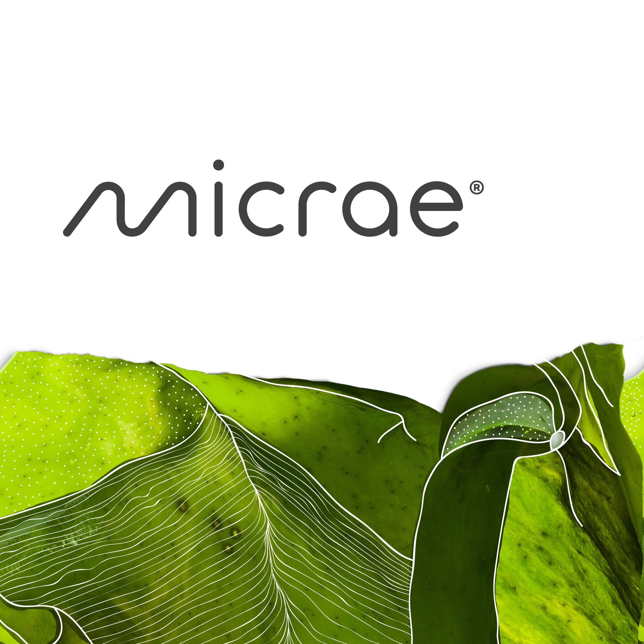 Logotipo Micrae en gris sobre blanco, con la ilustración de algas verdes en la mitad inferior.