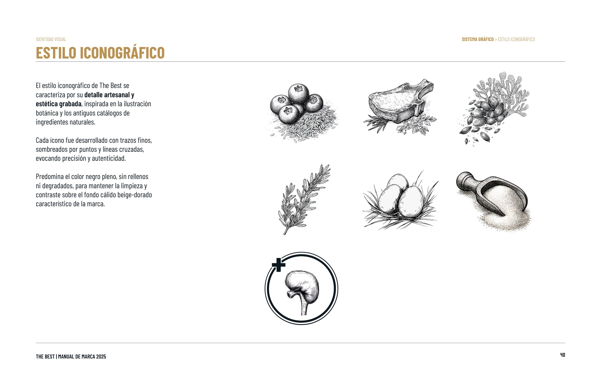 Lámina del manual de marca 2025: estilo de ilustración de ingredientes a pluma.