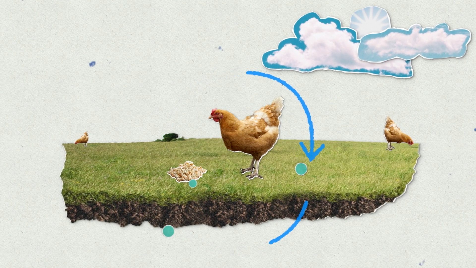 Escena: gallinas sobre un trozo de pasto recortado, con flechas de un ciclo.